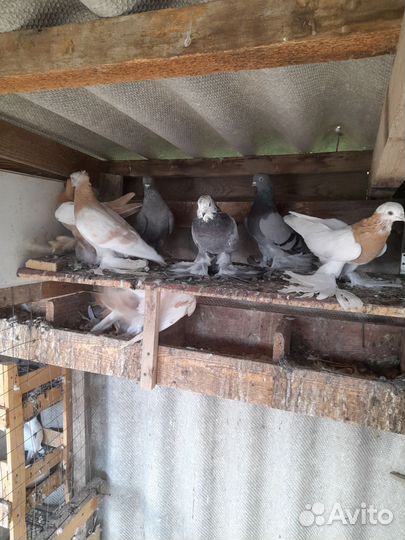 Голуби