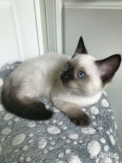 Тайский котенок девочка