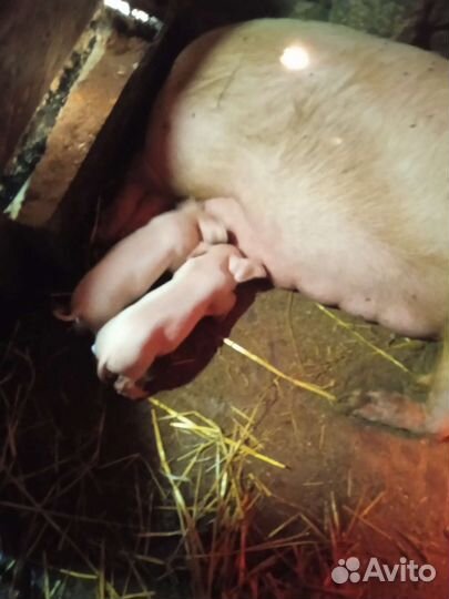Поросята русская белая+Дюрок