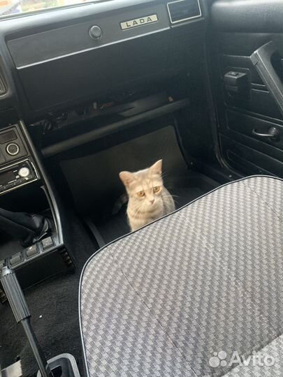 Кошечка очень хочет вернуться домой