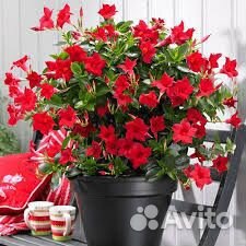 Диплодения