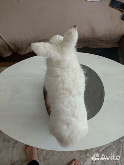 Чучело зайца