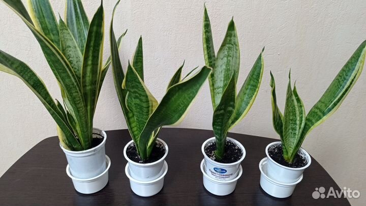 Сансевиерия футура суперба и цилиндрика