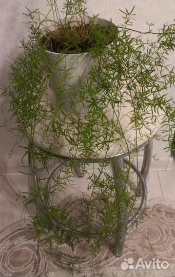 Эсхинантус жар птица