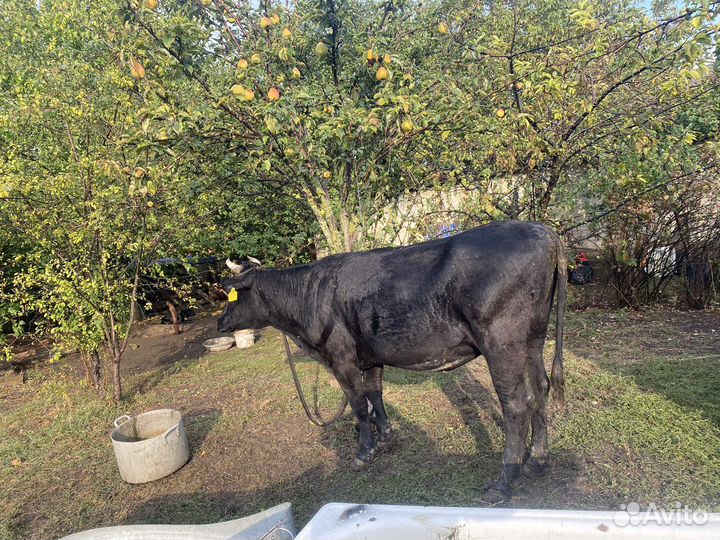 Стельные телки