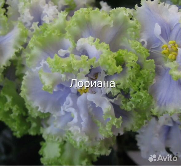 Фиалки 1