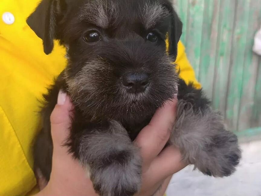 Цвергшнауцер щенки