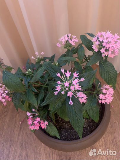 Пентас (Египетская звезда)