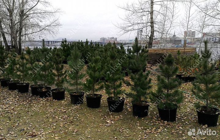 Саженцы кедра от производителя экстра класс