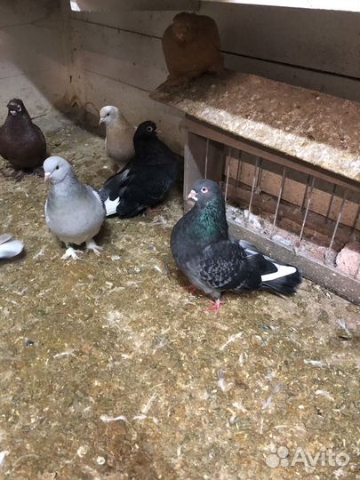 Голуби на выпуск.,спортивные)турецкие, узбекские