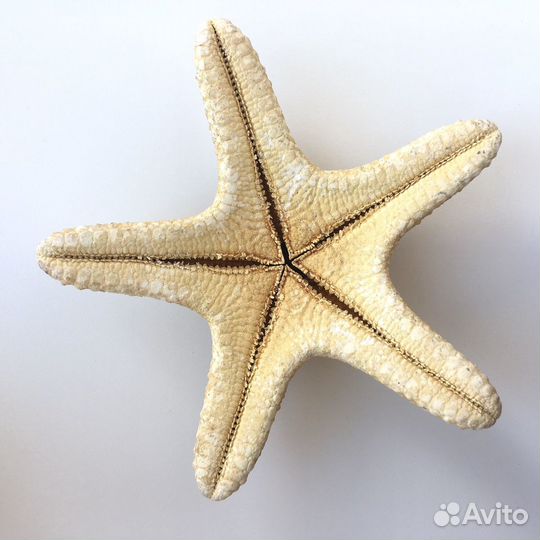 Морская звезда для интерьера