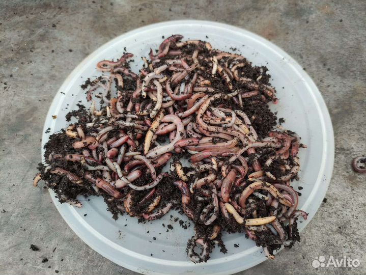 Черви дендробена