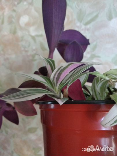 Традесканция 4 вида