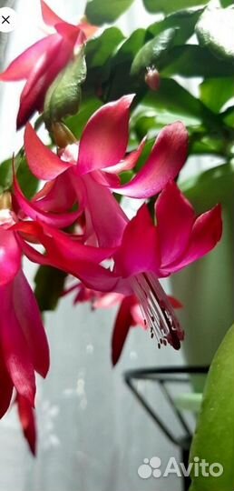 Декабрист шлюмбергера