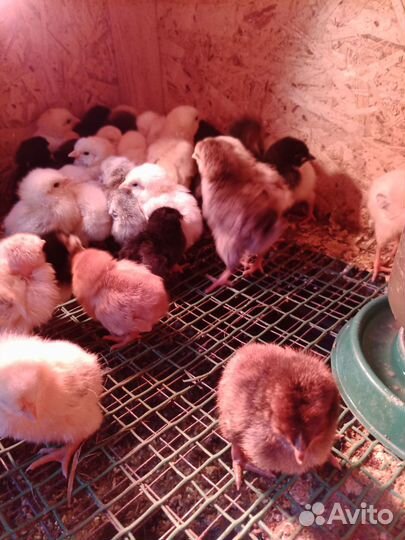 Цыплята