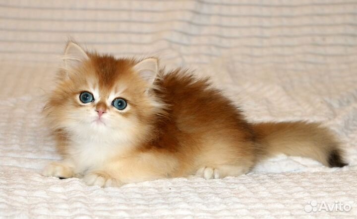 Мальчик золотая британская шиншилла