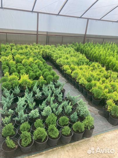 Хвойные и декоративные растения