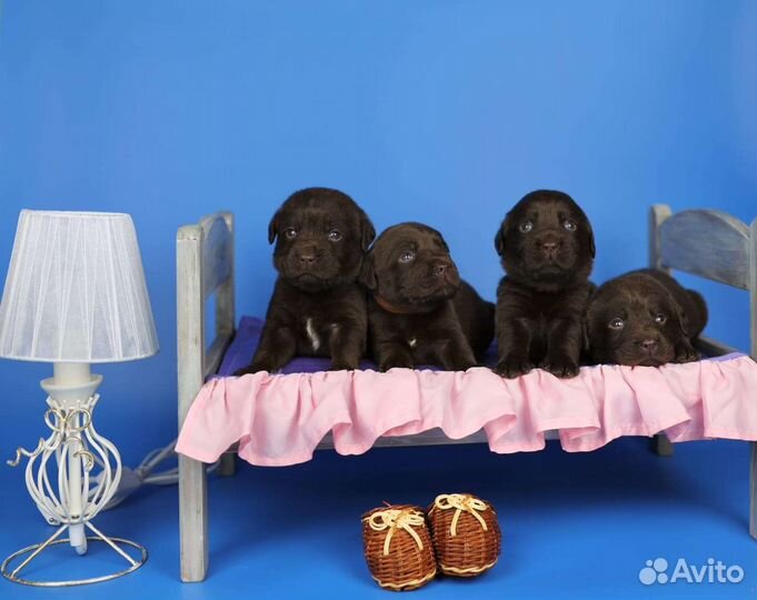 Щенки лабрадора шоколадные