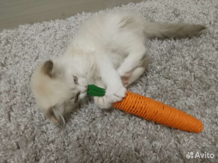 Отдам бесплатно в хорошие руки