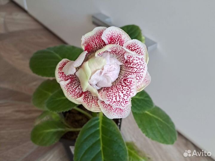 Глоксиния махровая