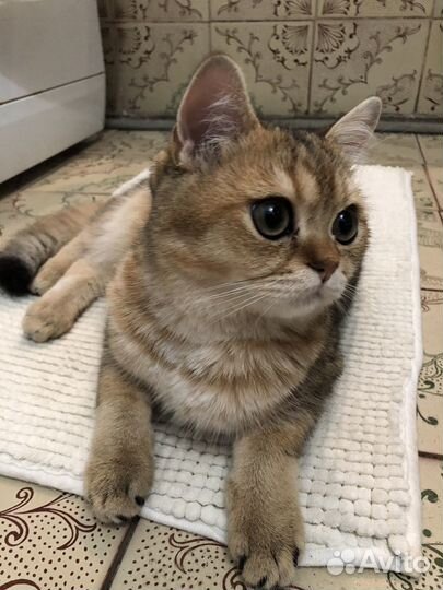 Британский кот