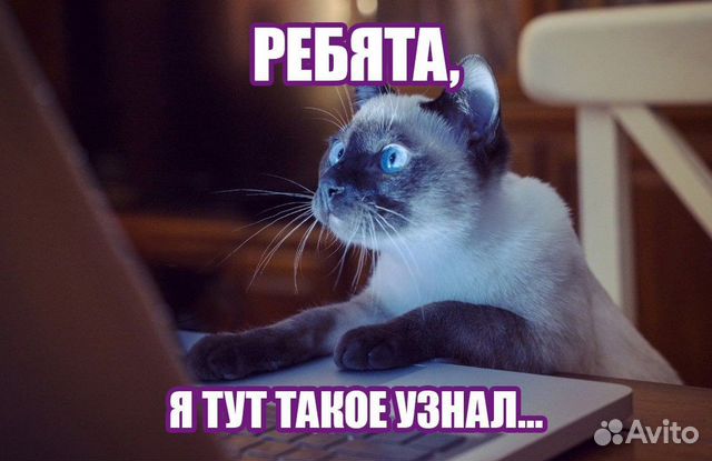 Телеветеринар всегда на связи