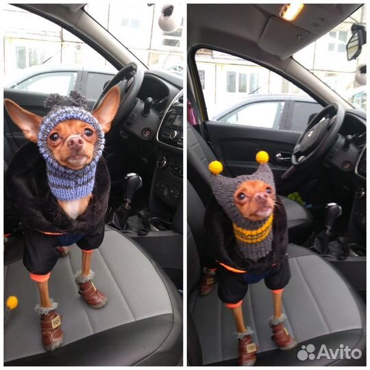 Вязаные шапочки для собак и кошек