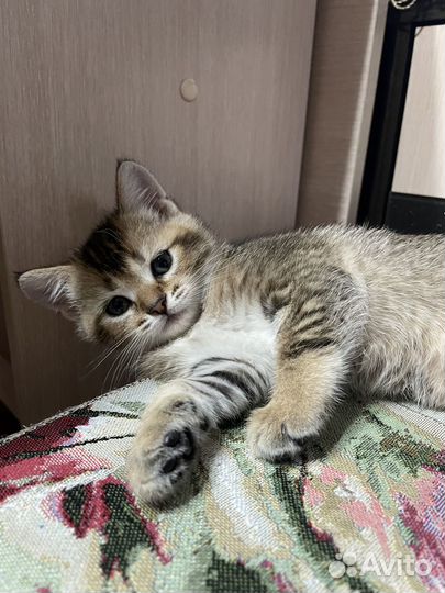 Шотландские котята