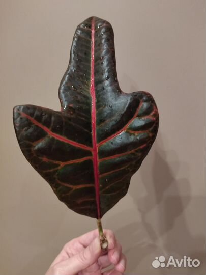 Кротон экселент