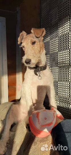 Жесткошерстный фокстерьер