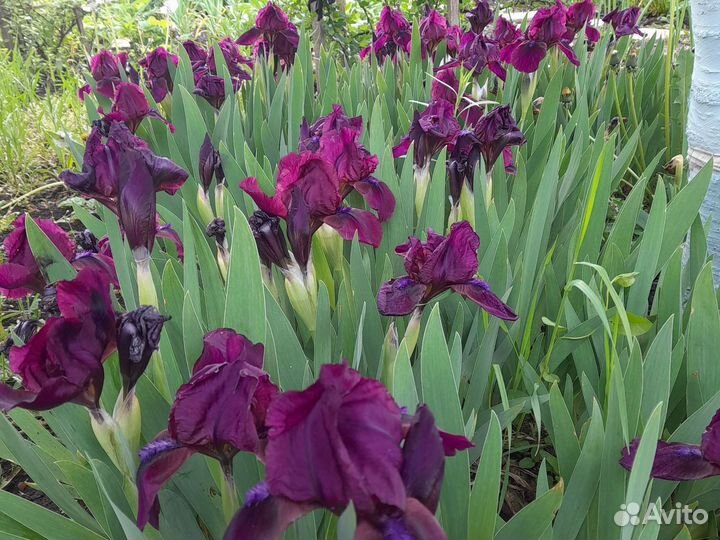 Ирис бордюрный