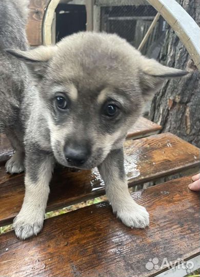 Малыши ищут хозяев