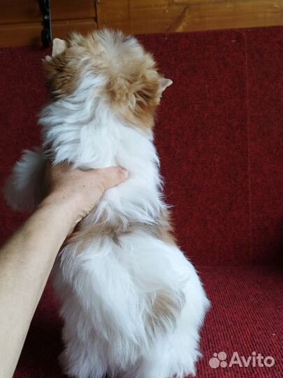 Солнечный красавчик