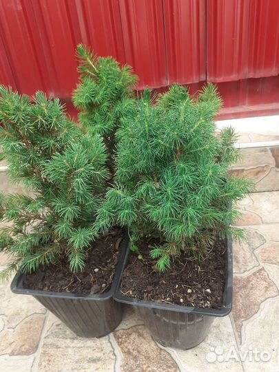 Ель Коника,можжевельник,туя