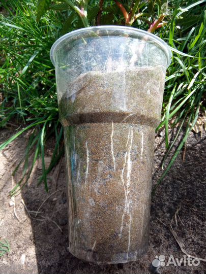 Тибетская малина в стакане со свежей корневой