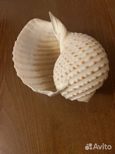 Ракушка морская большая