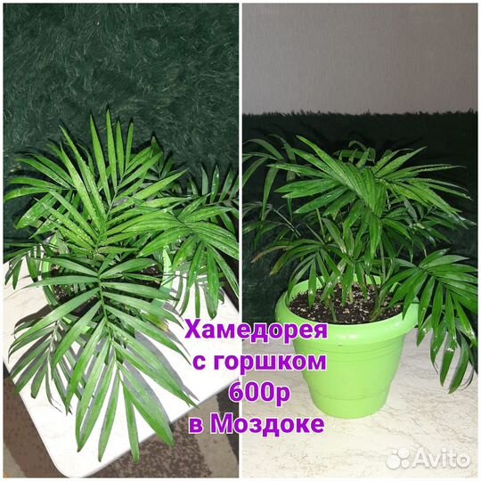 Пальма хамедорея