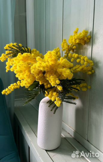 Мимоза букетная