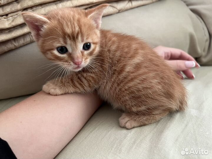 Рыжие котята