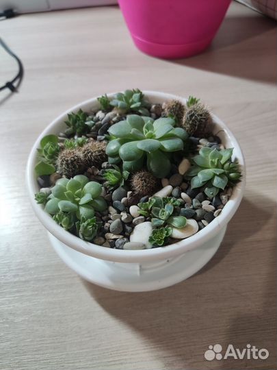 Флорариум суккуленты