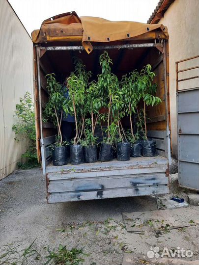 Foton Aumark C3511 шасси, 2007