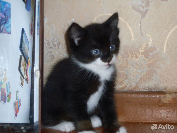 Кошка в дар бесплатно