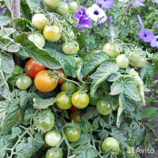 Семена томатов помидор