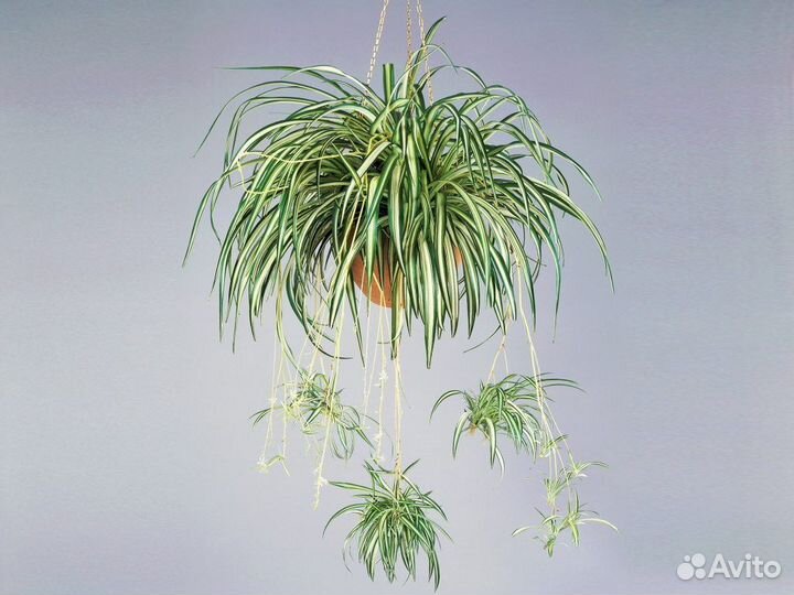 Ампельные расения