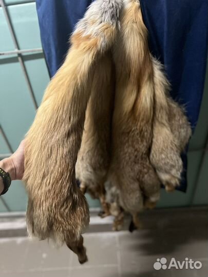 Шкура лисы рыжей (огненной)