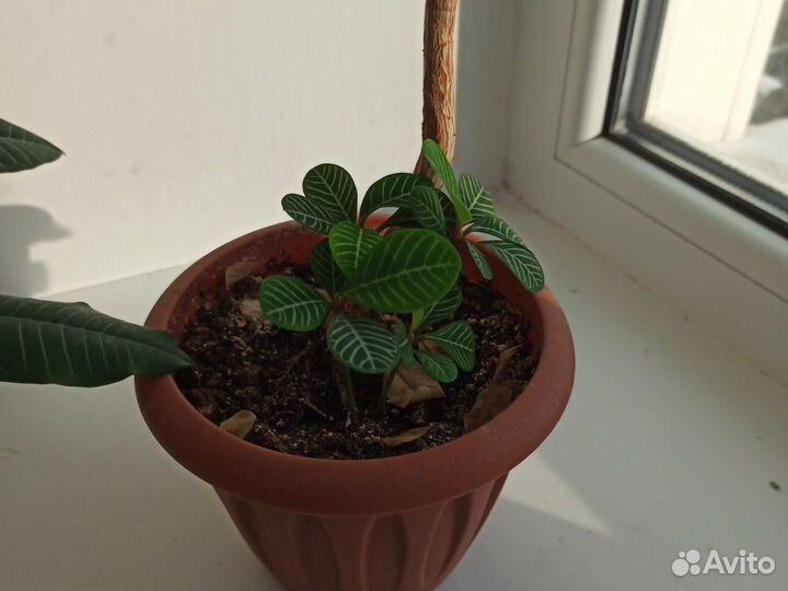 Молочай гребенчатый