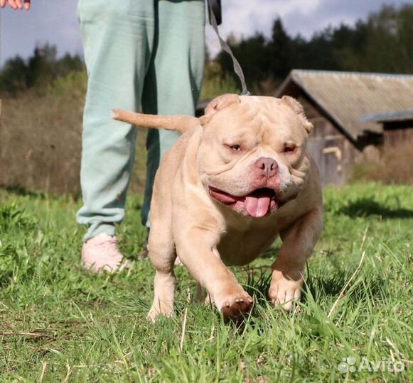 Американский булли вязка