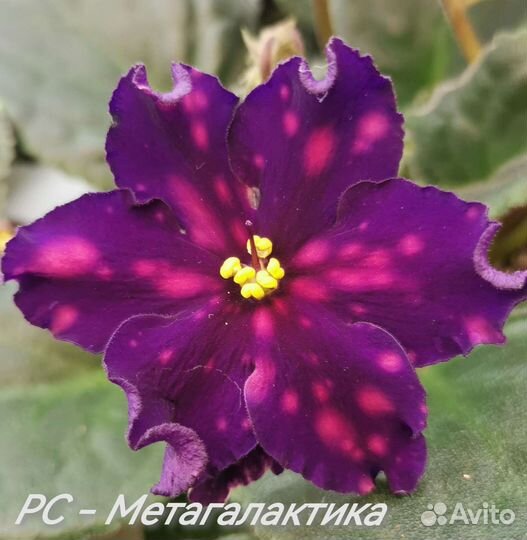 Сортовые фиалки