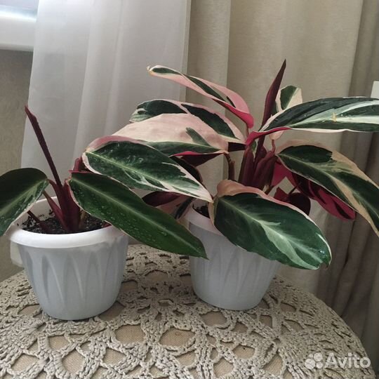 Комнатные растения цветы