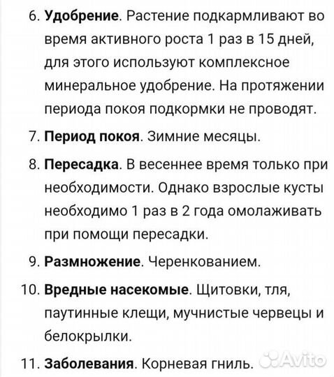 Комнатные цветы Гинура (Синяя птица)